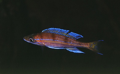 Paracyprichromis nigripinnis 'Magara'